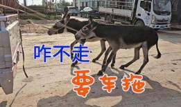 爆料二驴卖车视频播放,揭秘网红带货新趋势